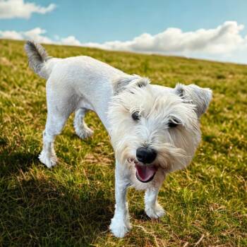 Rocket 54306 -  Schnauzer Dog for Adoption in Las Vegas, Nevada - Rocket 54306 | PetCurious