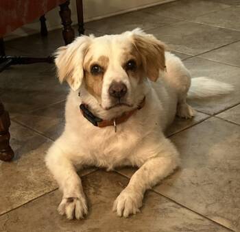 Jasper Jack -  Wire Fox Terrier and Brittany Spaniel Dog for Adoption in Temple, Texas - Jasper Jack | PetCurious