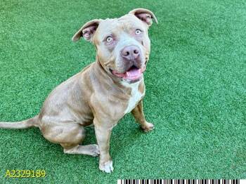 Mixed Breed Dogs Available for Adoption - DUG | PetCurious