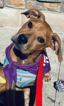 Rescue Hound Dogs for Adoption in Lambertville, New Jersey - Delaney | PetCurious