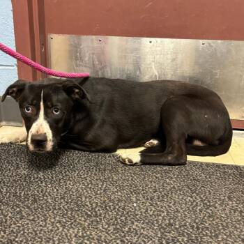 Pit Bull Terrier and Mixed Breed Dogs Available for Adoption in Saint Joseph, Missouri - Orin | PetCurious