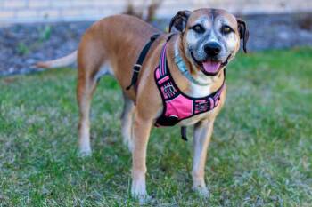 Pit Bull Terrier and Mixed Breed Dogs Available for Adoption in Savage, Minnesota - Fancy | PetCurious