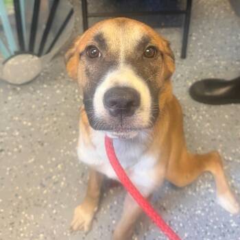 TUSC-Stray-85320_2 -  Mountain Cur and Shepherd Dog for Adoption in Tuscaloosa, Alabama - TUSC-Stray-85320_2 | PetCurious