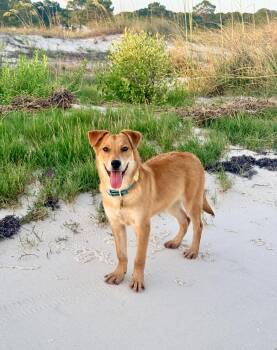 Livi -  Collie Dog for Adoption in Mobile, Alabama - Livi | PetCurious