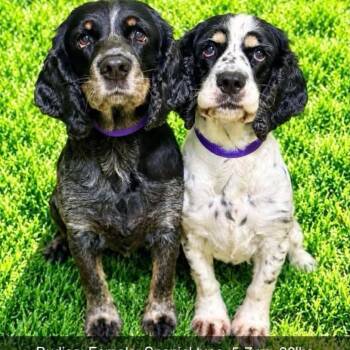 Budica and Athena -  Cocker Spaniel Dog for Adoption in Battle Creek, Michigan - Budica And Athena | PetCurious