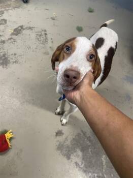 BUGG -  Treeing Walker Coonhound and Mixed Breed Dog for Adoption in Tallahassee, Florida - BUGG | PetCurious