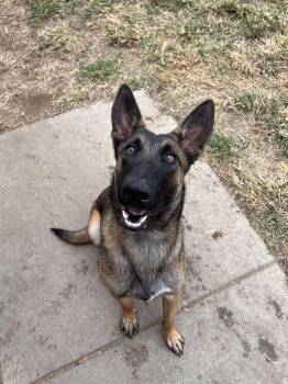Rescue Belgian Shepherd Malinois Dogs for Adoption in Imlay City, Michigan - Jessie - Located In CA | PetCurious
