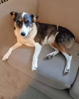 Daisy -  Cattle Dog Dog for Adoption in Millville, Utah - Daisy | PetCurious