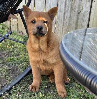 Chow Chow Dogs Available for Adoption - Ginger | PetCurious