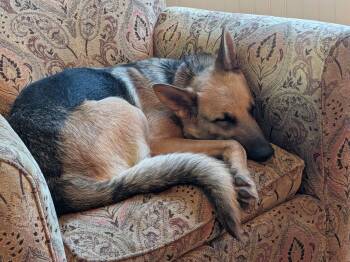 Nala -  German Shepherd Dog Dog for Adoption in Mechanicsburg, Pennsylvania - Nala | PetCurious