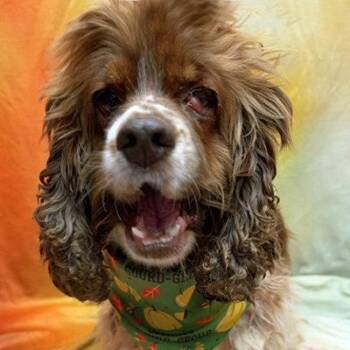Hazel -  Cocker Spaniel Dog for Adoption in Arlington, Virginia - Hazel | PetCurious