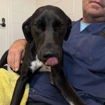 Black Mouth Cur and Mixed Breed Dogs Available for Adoption in Englewood, Florida - Flower | PetCurious