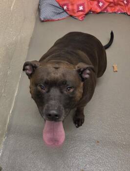 STELLA -  Pit Bull Terrier and Mixed Breed Dog for Adoption in Hagerstown, Maryland - STELLA | PetCurious