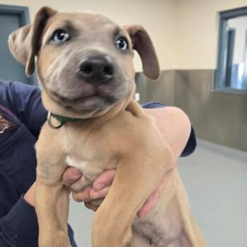 Roger -  Pit Bull Terrier Dog for Adoption in Incline Village, Nevada - Roger | PetCurious