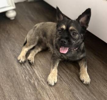 French Bulldog and Brussels Griffon Dogs Available for Adoption in Palm Springs, Florida - Charlie | PetCurious