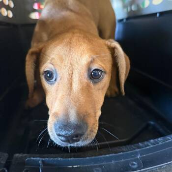 Lumi -  Hound Dog for Adoption in Birmingham, Alabama - Lumi | PetCurious