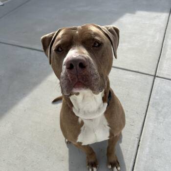 Pit Bull Terrier Dogs Available for Adoption - Thor | PetCurious