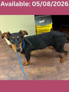 Doberman Pinscher and Mixed Breed Dogs Available for Adoption in Greenville, Texas - Dog Kennel #15 Freya | PetCurious
