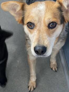 Stubbings -  Australian Cattle Dog Blue Heeler Dog for Adoption in Fort Lupton, Colorado - Stubbings | PetCurious