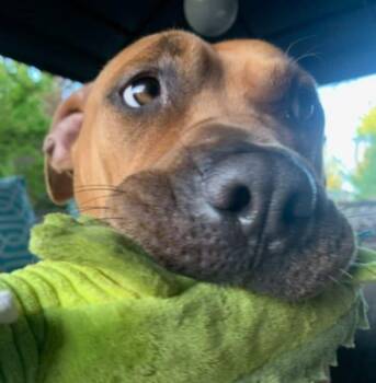 Rescue Bullmastiff Dogs for Adoption in Abbotsford, British Columbia - Bailey | PetCurious