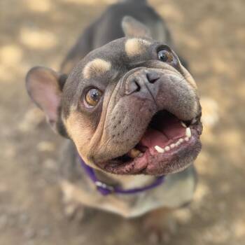 Coffee Cakes -  French Bulldog Dog for Adoption in Las Vegas, Nevada - Coffee Cakes | PetCurious