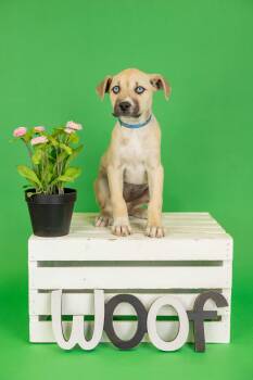 Shepherd Dogs Available for Adoption in Brighton, Colorado - 301-26 | PetCurious