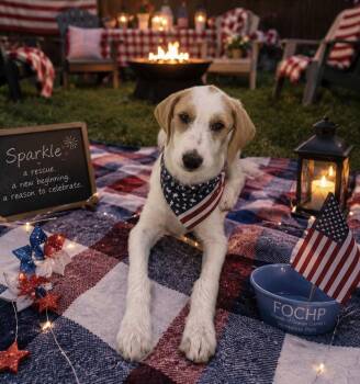 Sparkle -  Beagle and Standard Poodle Dog for Adoption in Orange, California - Sparkle | PetCurious