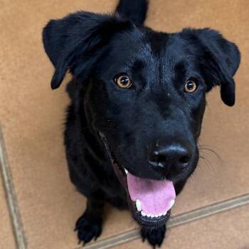 Sunny -  Labrador Retriever and German Shepherd Dog Dog for Adoption in Thayne, Wyoming - Sunny | PetCurious