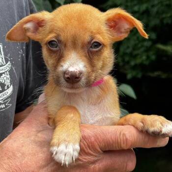 NY Cindy Lou avail Jul 3 (Rev250 Patterson NY) -  Chihuahua and Mixed Breed Dog for Adoption in Stormville, New York - NY Cindy Lou Avail Jul 3 (Rev250 Patterson NY) | PetCurious