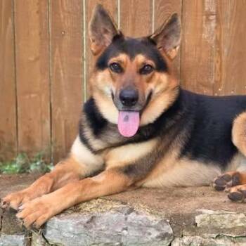 Cody -  German Shepherd Dog Dog for Adoption in Greeneville, Tennessee - Cody | PetCurious