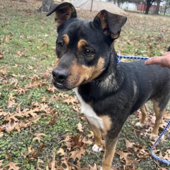 Smiley -  Mixed Breed and Cattle Dog Dog for Adoption in Waco, Texas - Smiley | PetCurious