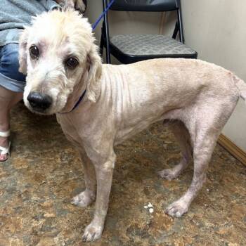 Grant -  Standard Poodle and Labrador Retriever Dog for Adoption in Normal, Illinois - Grant | PetCurious