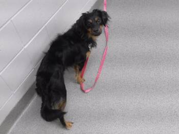 BEVO -  Australian Shepherd and Mixed Breed Dog for Adoption in Omaha, Nebraska - BEVO | PetCurious