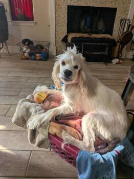 Buzz -  Cocker Spaniel Dog for Adoption in Austin, Texas - Buzz | PetCurious