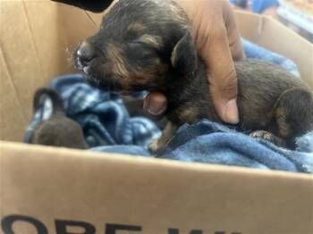 Rescue Labrador Retriever and Mixed Breed Dogs for Adoption in Houston, Texas - A645083 | PetCurious