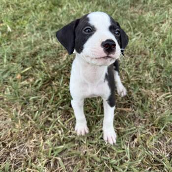 Rubble -  American Staffordshire Terrier and Labrador Retriever Dog for Adoption in Harlingen, Texas - Rubble | PetCurious