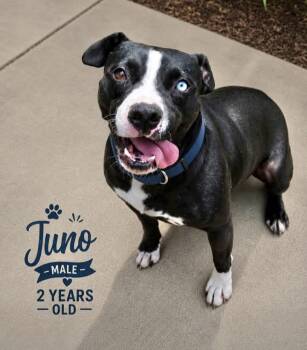 June -  Pit Bull Terrier Dog for Adoption in Manchester, Connecticut - June | PetCurious