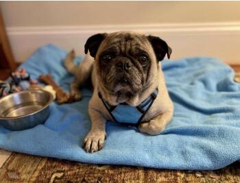 Flint -  Pug Dog for Adoption in Upland, California - Flint | PetCurious