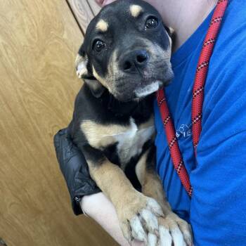 Mixed Breed Dogs Available for Adoption - Donnatella | PetCurious