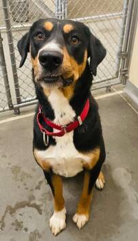 Kyle -  Catahoula Leopard Dog and Golden Retriever Dog for Adoption in Green River, Wyoming - Kyle | PetCurious