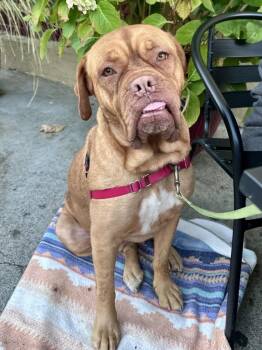 Raspberry -  Dogue De Bordeaux and Mastiff Dog for Adoption in Vallejo, California - Raspberry | PetCurious