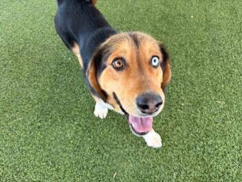 Basset Hound Dogs Available for Adoption - Arlo | PetCurious