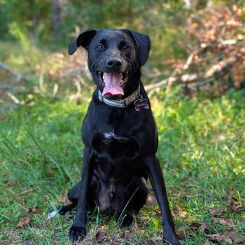 Xander 09-2214 -  Labrador Retriever Dog for Adoption in Tyrone, Georgia - Xander 09-2214 | PetCurious