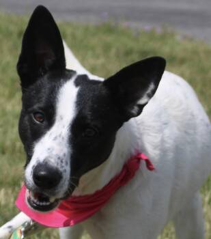Australian Cattle Dog Blue Heeler and Border Collie Dogs Available for Adoption in Stuarts Draft, Virginia - Zoey | PetCurious