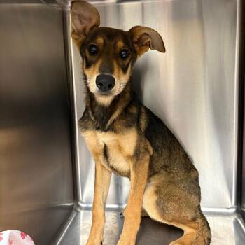 Stripe 5926 -  Mixed Breed Dog for Adoption in Loxahatchee Groves, Florida - Stripe 5926 | PetCurious