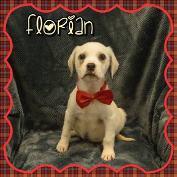 Beagle and Retriever Dogs Available for Adoption in Seagoville, Texas - Florian | PetCurious