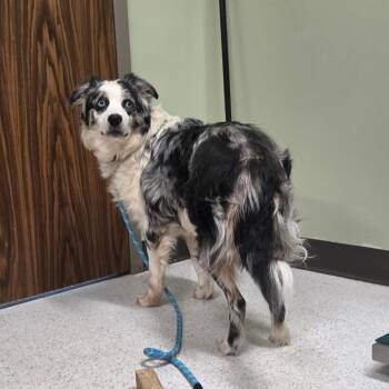 Australian Shepherd Dogs Available for Adoption in Binghamton, New York - E-clips | PetCurious