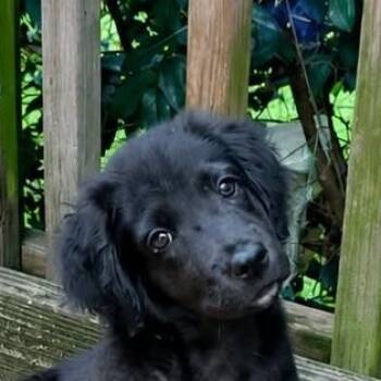 Angel (20260602-03) -  Spaniel and Havanese Dog Available for Adoption in Niagara Falls, Ontario - Angel (20260602-03) | PetCurious