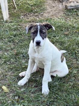 Rescue American Staffordshire Terrier Dogs for Adoption in Saint Charles, Missouri - Maryann | PetCurious