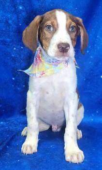 Hound and Labrador Retriever Dogs Available for Adoption - 260304  Louie | PetCurious
